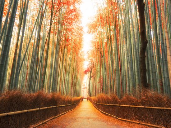 伏見稲荷大社 嵐山ツアー 朝出発 昼解散の半日コース 選べるバスのみ Or 昼食 拝観料付きプラン 約3時間 京都駅発 By 神姫観光 Limon 京都の観光 遊び 体験 レジャー専門予約サイト Veltra ベルトラ