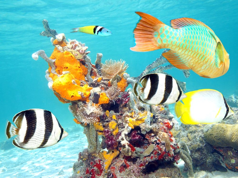 コスメル島体験ダイビング 水中写真プレゼント！コスメル島または