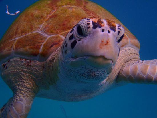 バルバドス　クルーズシュノーケリングツアー＜英語ガイド／バルバドス発＞