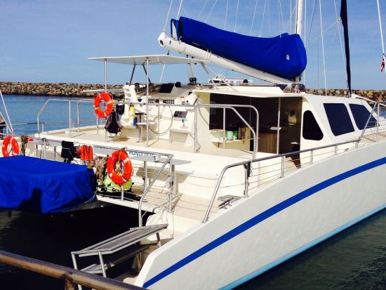 野生のイルカウォッチング＆ウミガメシュノーケリングクルーズ　たっぷり3時間のシュノーケルで満喫 ＜ランチ＆アルコール2杯付き／送迎付きor現地集合＞