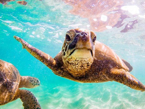 野生のイルカウォッチング＆ウミガメシュノーケリングクルーズ　たっぷり3時間のシュノーケルで満喫 ＜ランチ＆アルコール2杯付き／送迎付きor現地集合＞