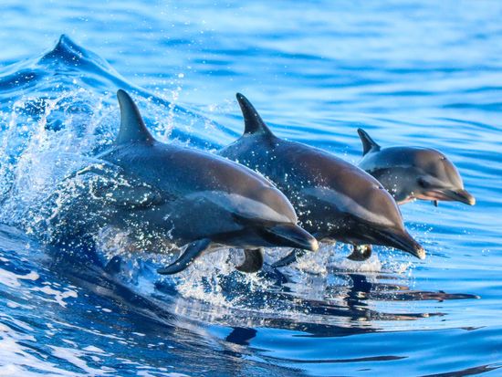 Hawaii_Dolphin_Swimming_Jumping_Ocean_shutterstock_363771053
