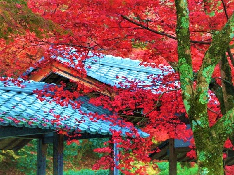 Go Toトラベル 紅葉バスツアー 永源寺 百濟寺 西明寺 金剛輪寺 湖東三山めぐり 11 14 12 6 京都駅発 By京都定期観光バス 京都の観光 遊び 体験 レジャー専門予約サイト Veltra ベルトラ
