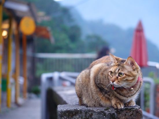 Taiwan_Houtong_cat_shutterstock_571771045-crop