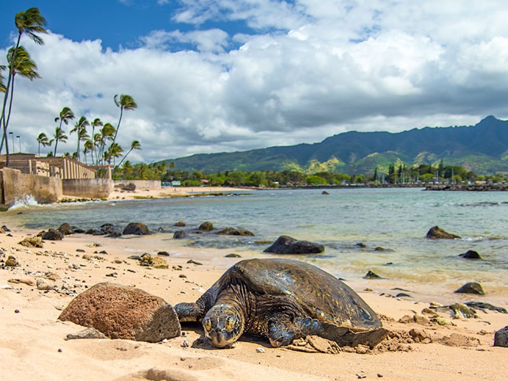 Hidden Gems of Oahu and North Shore Turtle Beach, Oahu Shore Excursion