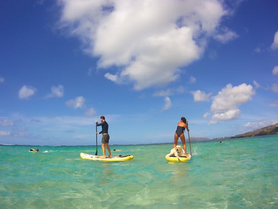 マウナルア湾パラダイスサンドバー　シュノーケリングクルーズ　静かな遠浅ビーチでSUPや水中スクーター、ウミガメウオッチを満喫！＜午前・午後／英語クルー＞