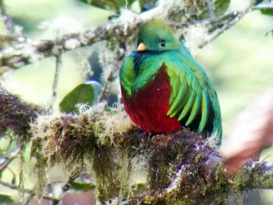 野鳥の楽園コスタリカ！バードウォッチャーの聖地サンヘラルド・デ・ドタ(またはセロ・デ・ラムエルテ)観光1泊2日宿泊付きツアー＜英語ガイド／サンホセ発＞