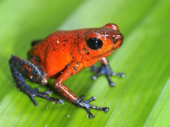 移動手段はボートのみ！トルトゥゲーロ国立公園訪問1泊2日宿泊付きツアー＜英語ガイド／サンホセ発＞