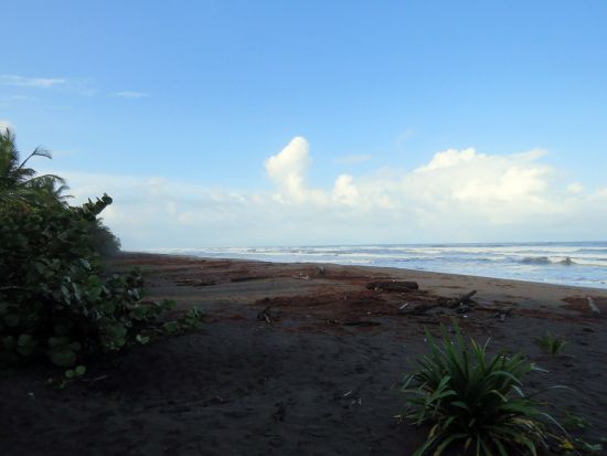 移動手段はボートのみ！トルトゥゲーロ国立公園訪問1泊2日宿泊付きツアー＜英語ガイド／サンホセ発＞