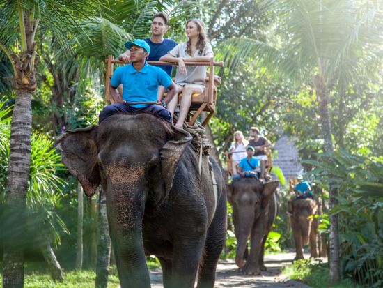 オランウータンと朝食&ウブド散策＜日本語ガイド／送迎付／昼食＞