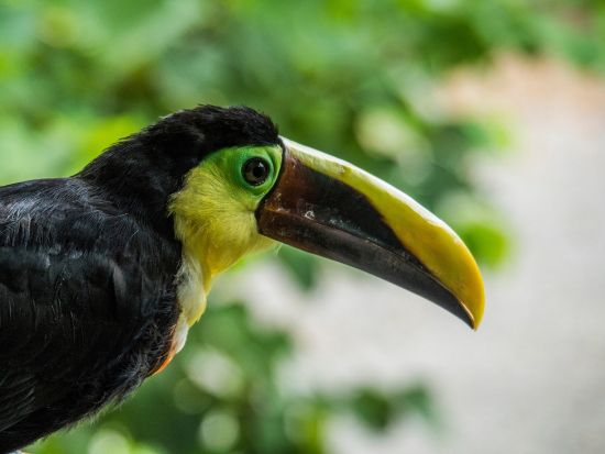 移動手段はボートのみ！トルトゥゲーロ国立公園訪問1泊2日宿泊付きツアー＜英語ガイド／サンホセ発＞
