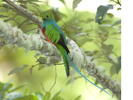 野鳥の楽園コスタリカ！バードウォッチャーの聖地サンヘラルド・デ・ドタ(またはセロ・デ・ラムエルテ)観光1泊2日宿泊付きツアー＜英語ガイド／サンホセ発＞