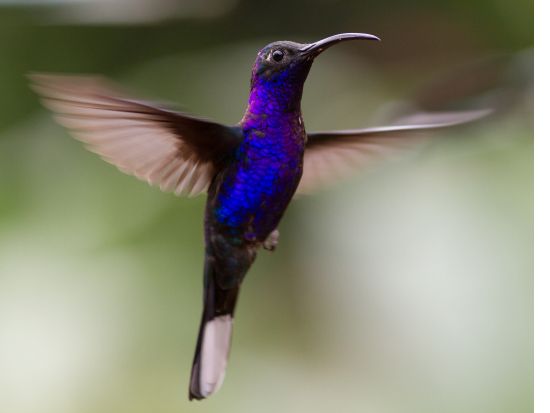 野鳥の楽園コスタリカ！バードウォッチャーの聖地サンヘラルド・デ・ドタ(またはセロ・デ・ラムエルテ)観光1泊2日宿泊付きツアー＜英語ガイド／サンホセ発＞