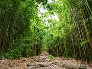 shutterstock_650603863