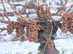 Canada_Grapes_for _Icewine_shutterstock_8226382