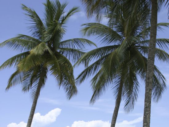 トリニダード　マラカスビーチツアー＜英語ガイド/トリニダード・トバゴ発＞