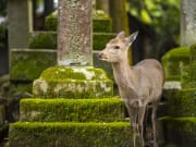 Japan_Nara_Nara Park_deer_shutterstock_146675234