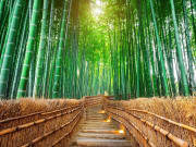 Japan_Kyoto_Arashiyama_Bamboo Forest_shutterstock_763721149