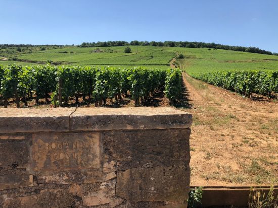 ブルゴーニュ地方　コート・ドール(黄金の丘陵)　ドメーヌ見学＆ボーヌでの自由時間あり！＜試飲付／英語ガイド／ディジョン発着＞