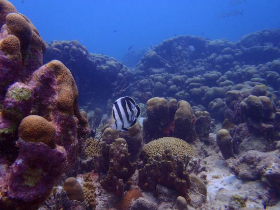 バルバドス　ハリソンズ洞窟＆シュノーケリングツアー＜英語ガイド／バルバドス発＞