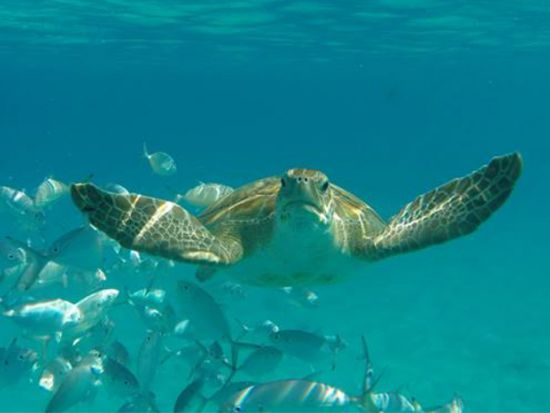 バルバドス　バルバドス探索ツアー＜英語ガイド／バルバドス発＞