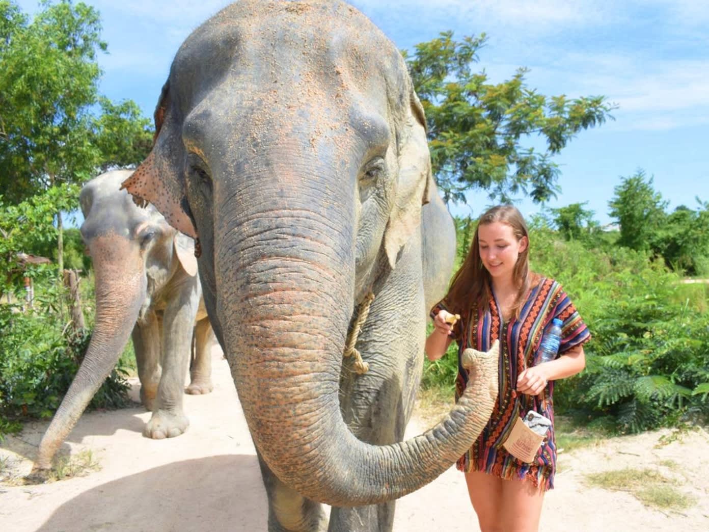 Pattaya Elephant Jungle Sanctuary Full Day Tour with Optional Hotel