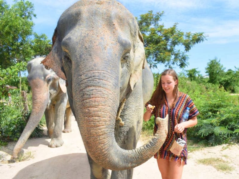Pattaya Elephant Jungle Sanctuary (1)