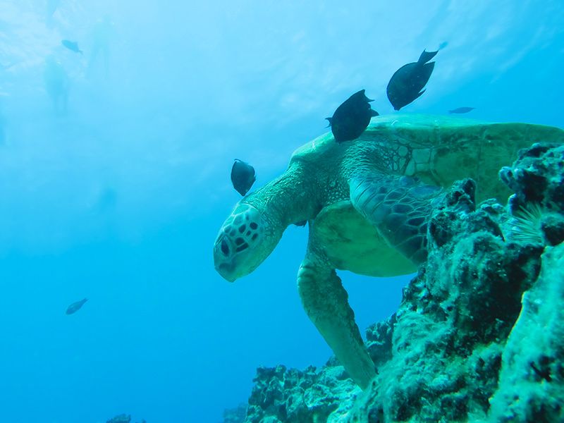 Waikiki Turtle Canyon Snorkel Tour Holokai Catamaran Sail tours