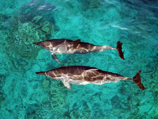 シュノーケリングクルーズ　イルカやウミガメに出会えるチャンスも！？選べる8時／12時出港プラン＜ハワイアンプレートランチ＆アルコール4杯付き／ワイキキ送迎あり＞