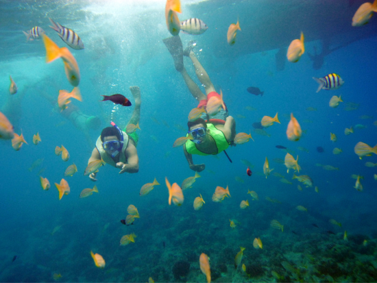 シュノーケリングクルーズ　イルカやウミガメに出会えるチャンスも！？選べる8時／12時出港プラン＜ハワイアンプレートランチ＆アルコール4杯付き／ワイキキ送迎あり＞