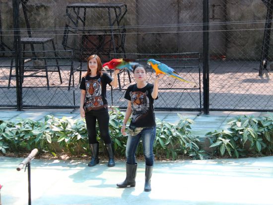 【サムイ発】エコサファリ1日ツアー☆象乗り体験やタイガー見学など盛りだくさん！＜午前／ホテル送迎付／日本語ガイド＞