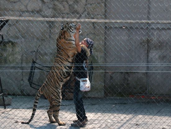 【サムイ発】エコサファリ1日ツアー☆象乗り体験やタイガー見学など盛りだくさん！＜午前／ホテル送迎付／日本語ガイド＞