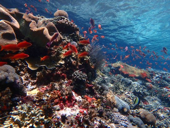 ペニダ島 1日観光ツアー　シュノーケリング＆ギリプトゥリ寺院＆インフィニティプールでのお洒落ランチ付き ＜日本語ガイド＞