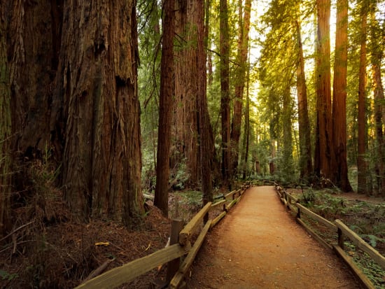 USA_San Francisco_Muir Woods National Park