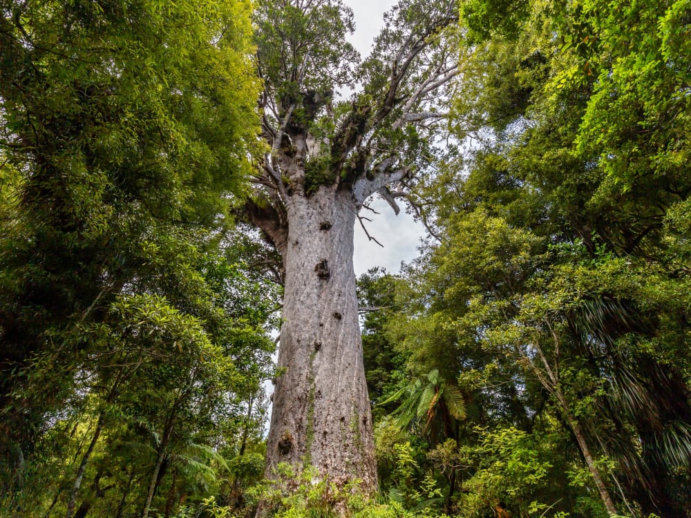 New_Zealand_Auckland_Waipoua Kauri forest_shutterstock_1279951933