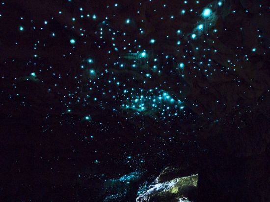 ワイトモ洞窟土ボタル鑑賞＋ホビトン日帰り観光ツアー 「ロード・オブ・ザ・リング」のロケ地へ！＜昼食付き／英語ガイド／オークランド発着＞