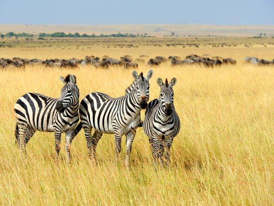 Africa_Kenya_Masai Mara_shutterstock_316593083