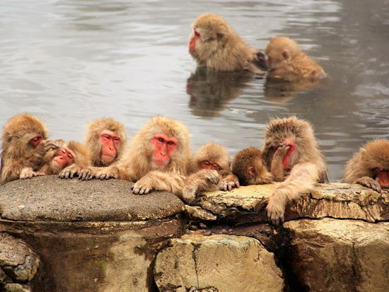 長野地獄谷野猿公苑3