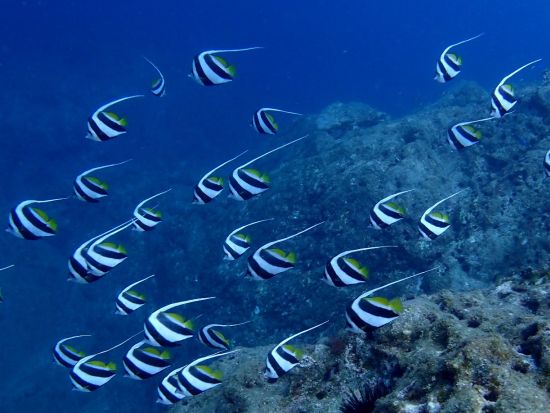 2ボートダイビング 鹿児島県 南さつま市秋目の海で、手軽にボートダイビングを楽しもう！ ＜1名から参加OK／鹿児島市発＞ by アクアトリップダイビング