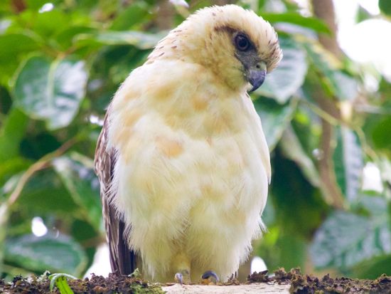 ハワイ島　UTVツアー　山から海へと続くハマクア地区のドライブコースとハワイ固有の動植物の生息地を巡る＜午前・午後／英語ガイド＞