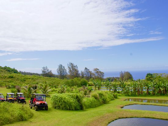 ハワイ島　UTVツアー　山から海へと続くハマクア地区のドライブコースとハワイ固有の動植物の生息地を巡る＜午前・午後／英語ガイド＞