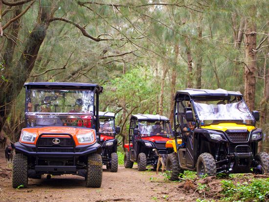 ハワイ島　UTVツアー　山から海へと続くハマクア地区のドライブコースとハワイ固有の動植物の生息地を巡る＜午前・午後／英語ガイド＞