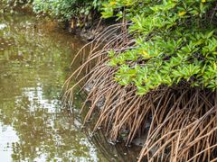 Sattahip mangrove jungle