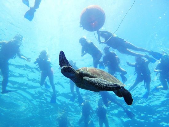 イルカ＆ウミガメウォッチング＋ボートシュノーリングor体験ダイビング　美しいグアムの海を楽しむ！＜半日／英語ガイド／送迎付き＞byアクアブリーズ