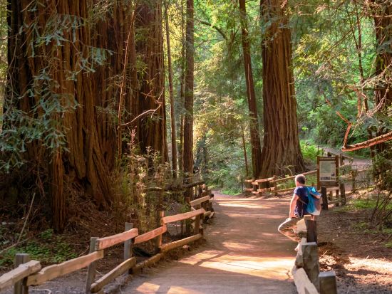 ミュアウッズ国定公園 半日観光ツアー　巨樹のレッドウッドに囲まれてリフレッシュ＜英語ガイド＞