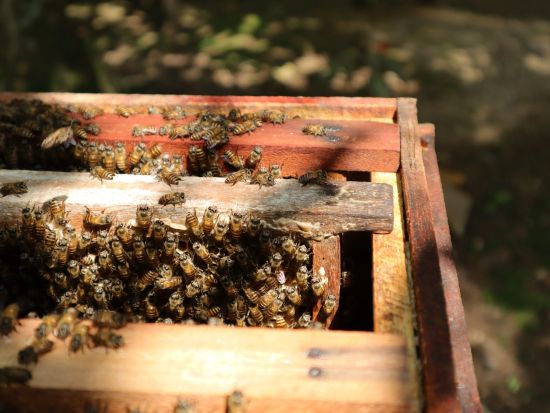 ナイトメコン川クルーズ日帰りツアー　幻想的なホタル鑑賞つき ＜午後／象耳魚の夕食／日本語ガイド＞