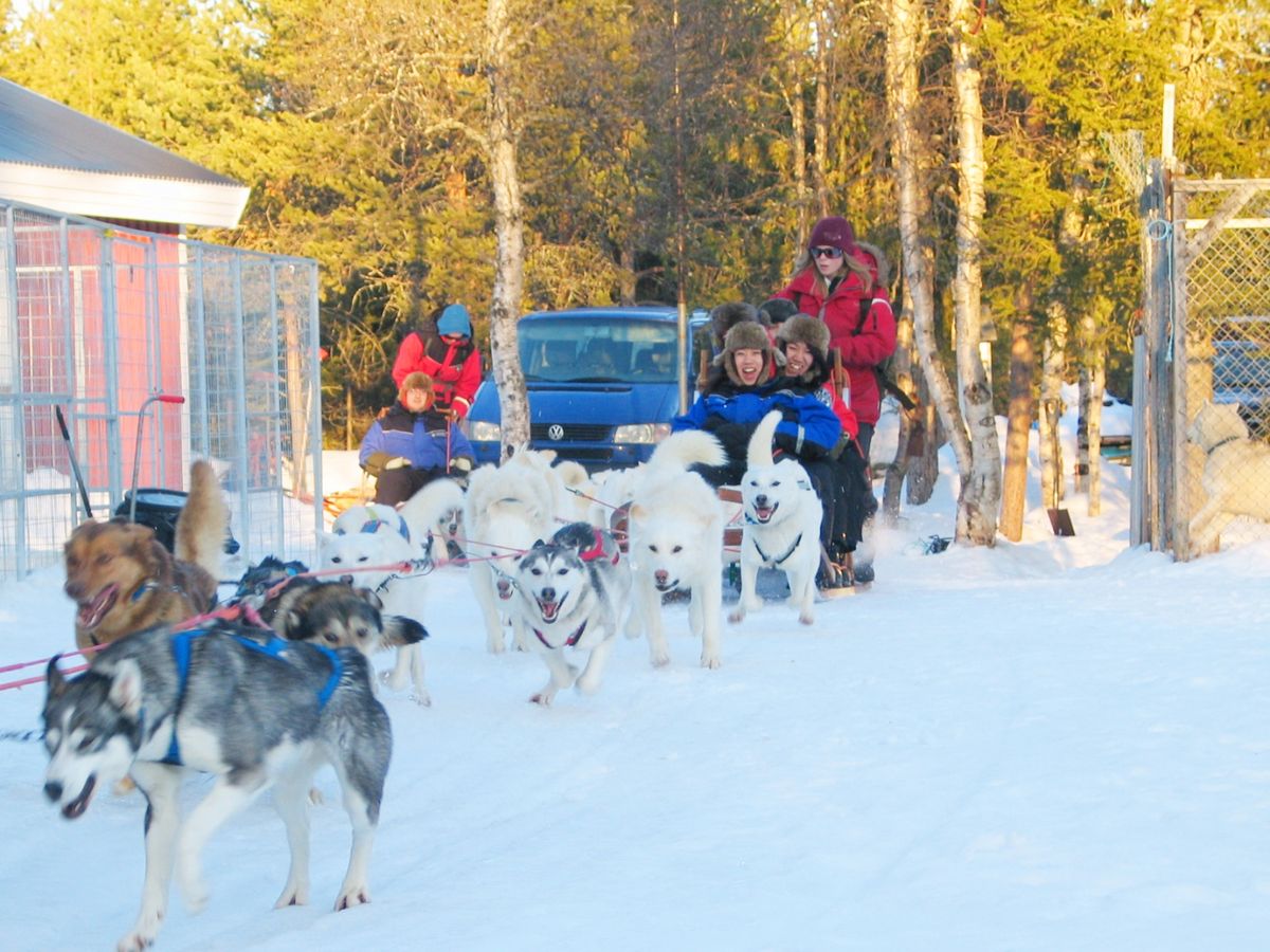 犬ぞり | スウェーデン 旅行の観光・オプショナルツアー予約 VELTRA