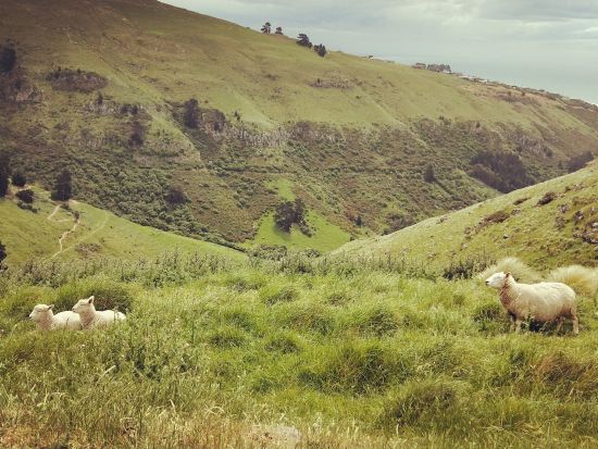 クライストチャーチの人気ガイド クレイグさんと巡る！クライストチャーチ市内観光ツアー＜日本語ガイド／送迎あり＞