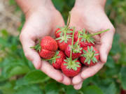 strawberry picking_shutterstock_65682373