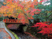 Japan_Kyoto_Ohara_Sanzen In_Temple_Garden_autumn_fall_shutterstock_472758226